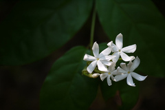 Jasminum rottlerianum